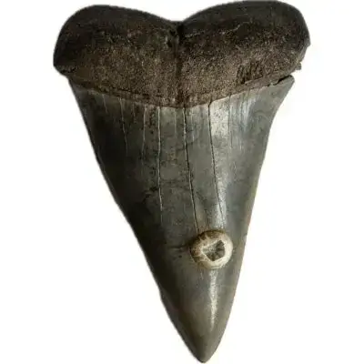 Mako Shark Tooth, 2 3/8 inches