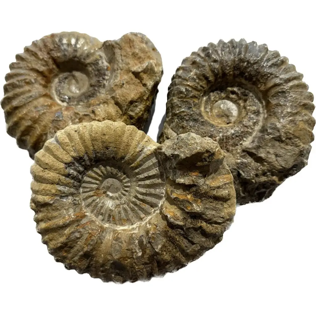 img_8421-1536x1231 - Prehistoricoregon