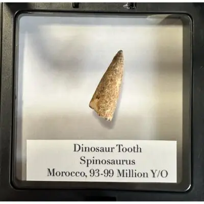 Spinosaurus Tooth,  1 1/2 inch fossil