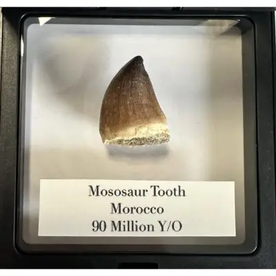 Mosasaur tooth, 1 3/4 inch long