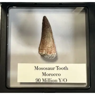 Mosasaur tooth, 1 1/4 inch long