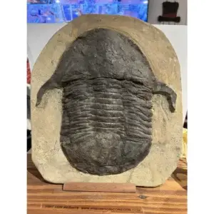 Moroccan Lanceaspis Trilobite Fossil