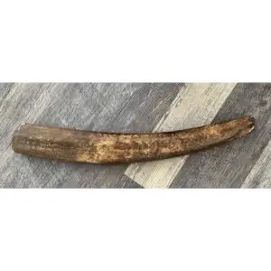 Fossil Walrus Tusk, 6.1 pound