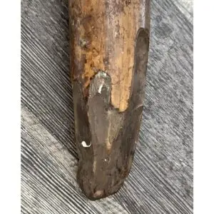 Fossil Walrus Tusk, 6.1 pound