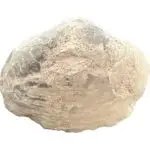 opal clam