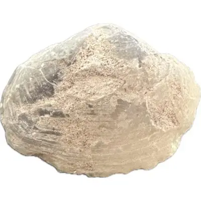 opal clam