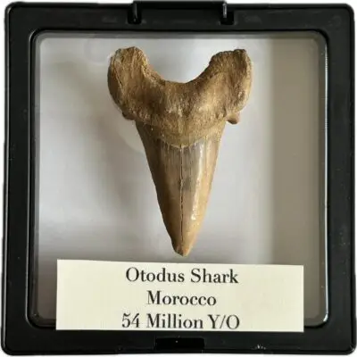 Otodus shark tooth, free 3d display