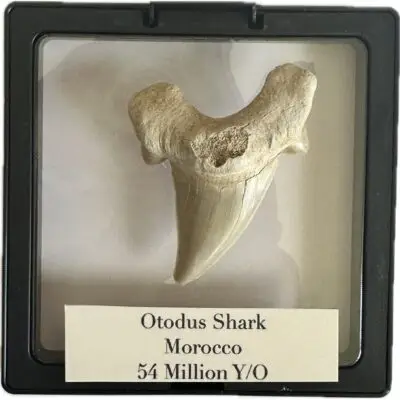 Otodus shark tooth, Morocco