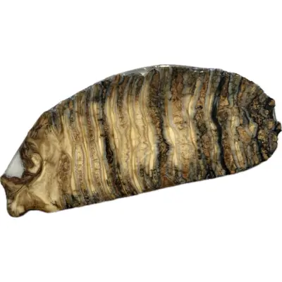 Woolly Mammoth Tooth slice, North Sea