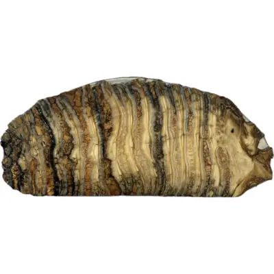 Woolly Mammoth Tooth slice, North Sea