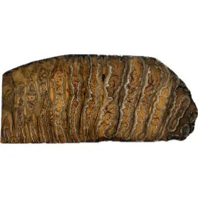 Woolly Mammoth Tooth slice, North Sea