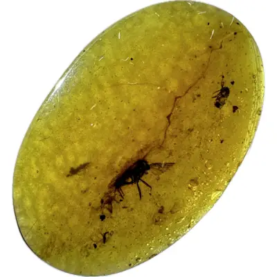 Amber with Bugs , Lithuania