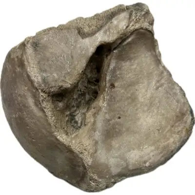 Mammoth Astragalus bone, Florida