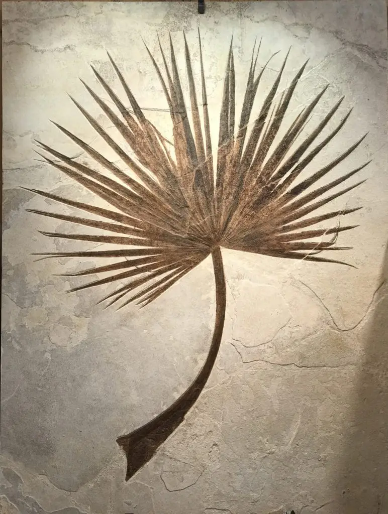 palm-772x1024 - Prehistoricoregon