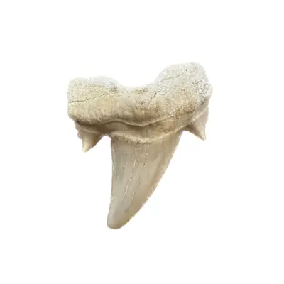 Otodus shark tooth, 25-50myo