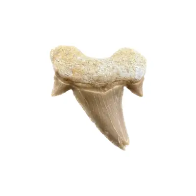 Otodus shark tooth, Morocco