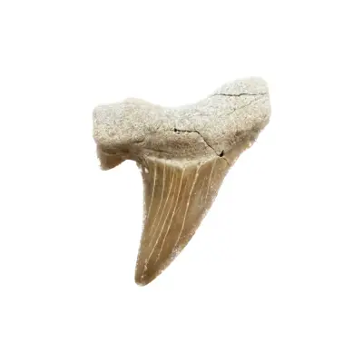 Otodus shark tooth, Morocco