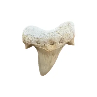 Otodus shark tooth, Morocco