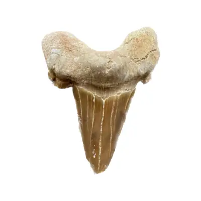 Otodus shark tooth, Morocco
