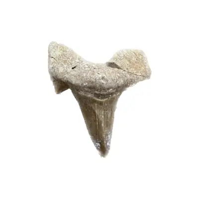 Otodus shark tooth, 25-50myo