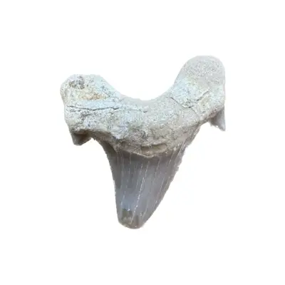 Otodus shark tooth, Morocco