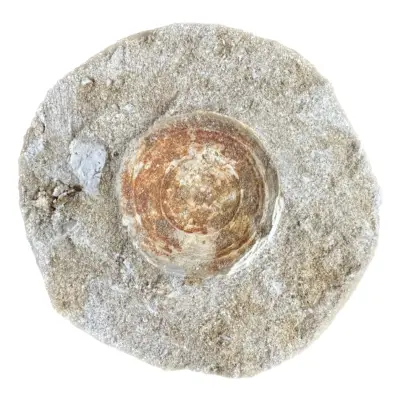Mosasaur Vertebrae -double