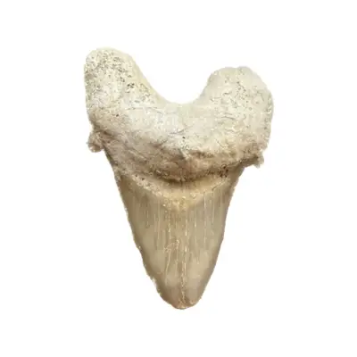 Otodus shark tooth, Morocco, 25myo