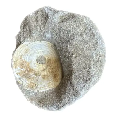 Mosasaur Vertebrae -double