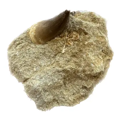 Mosasaur tooth in matrix, 3 1/4 inch