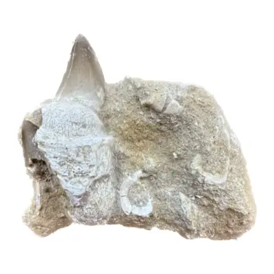 Mosasaur tooth, AA+, natural matrix