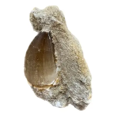 Mosasaur tooth in natural matrix