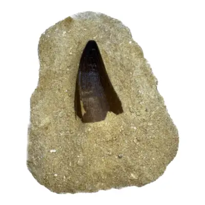 Mosasaurus tooth, 3 inches long