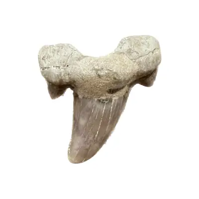 Otodus shark tooth, Morocco