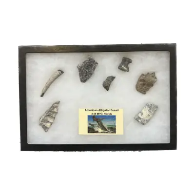 Alligator fossil Squamosal Section