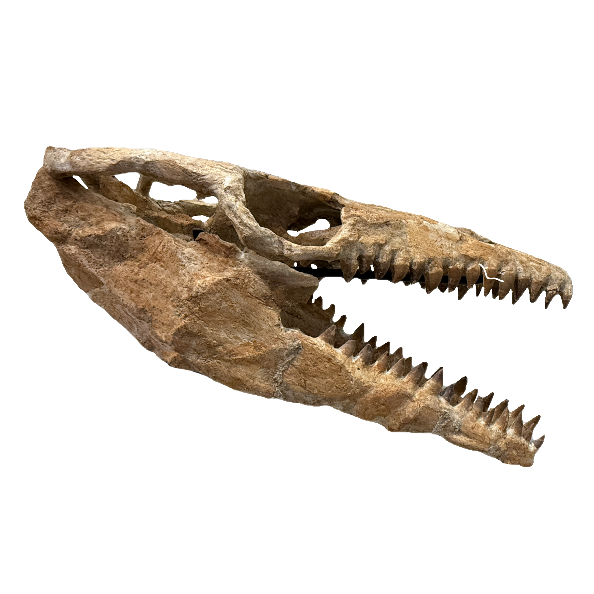 Mosasaurus skull with teeth, Custom iron stand Prehistoric Online