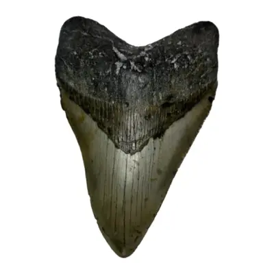 Megalodon Tooth, N. Carolina 5.65 inch