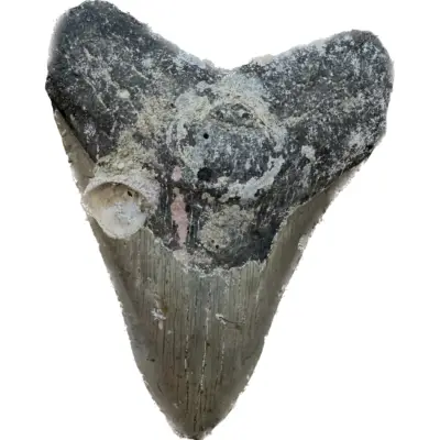 Megalodon Tooth, N. Carolina 5.58 inch