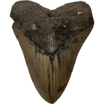 Megalodon Tooth, N. Carolina 5.97