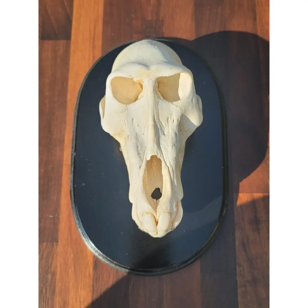 Baboon Skull, Very Rare Male