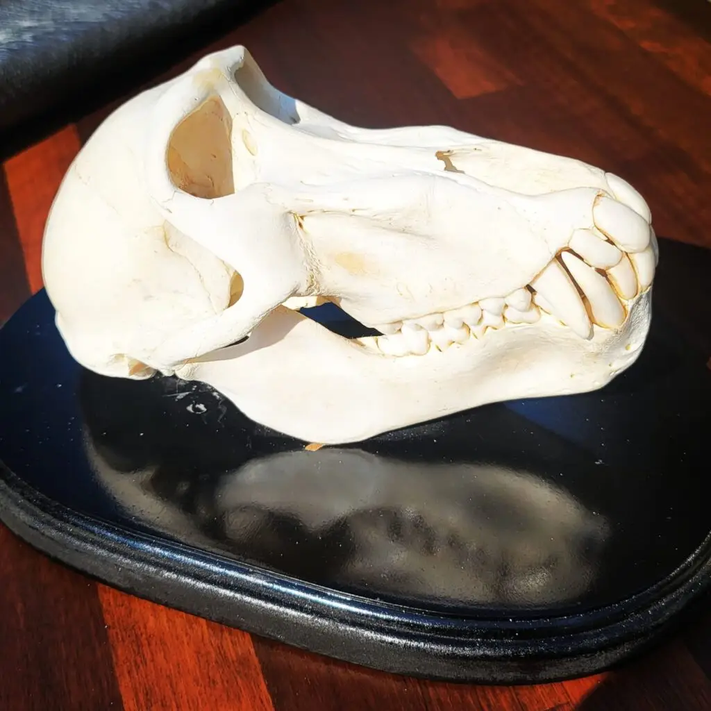 Baboon Skull, Very Rare Male