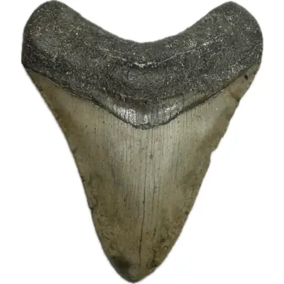 Megalodon Tooth, S. Carolina, 4 1/2 inch