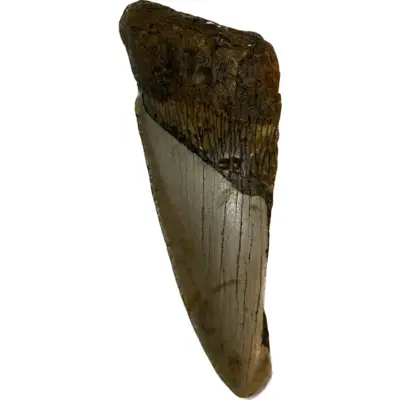 Megalodon fossil tooth,  3.20 inch