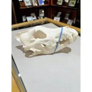 Wolf Skull, Large and Exceptional