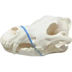 Wolf Skull, Large and Exceptional