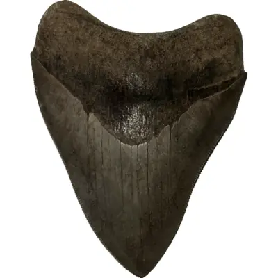 Megalodon Tooth, 3.76 inch