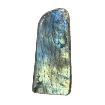 Spinosaurus Tooth, 1 1/2 inch fossil