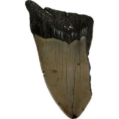 Megalodon Tooth, partial, 4.67 inch