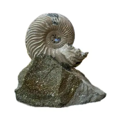 Ammonite Fossil, Volga River, Pyrite