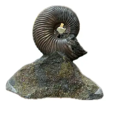 Ammonite Fossil, Volga River, Pyrite