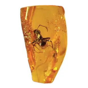 Amber